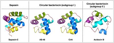 Engineering circular bacteriocins: structural and functional effects of α-helix exchanges and disulfide introductions in circularin A